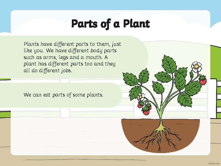 Parts of a Plants have different parts to them, just like you. We have