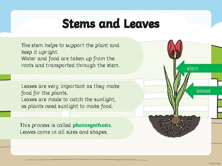 Stems and Leaves The stem helps to support the plant and keep it upright.