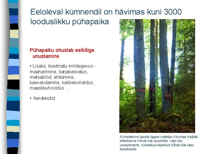 Eeloleval kümnendil on hävimas kuni 3000 looduslikku pühapaika Pühapaiku ohustab eelkõige unustamine • Lisaks: