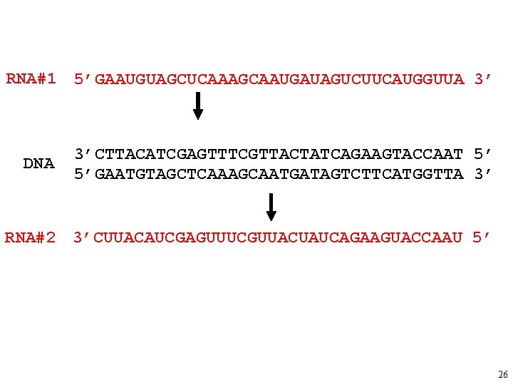 RNA#1 5’GAAUGUAGCUCAAAGCAAUGAUAGUCUUCAUGGUUA 3’ DNA 3’CTTACATCGAGTTTCGTTACTATCAGAAGTACCAAT 5’ 5’GAATGTAGCTCAAAGCAATGATAGTCTTCATGGTTA 3’ RNA#2 3’CUUACAUCGAGUUUCGUUACUAUCAGAAGUACCAAU 5’ 26 