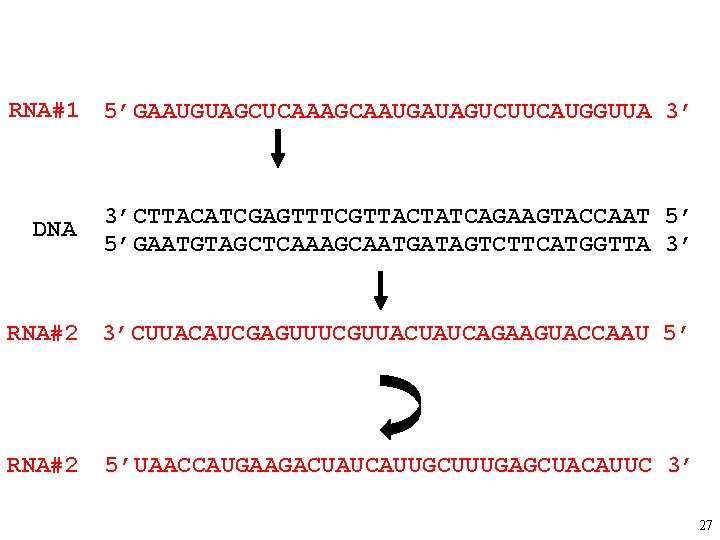 RNA#1 5’GAAUGUAGCUCAAAGCAAUGAUAGUCUUCAUGGUUA 3’ DNA 3’CTTACATCGAGTTTCGTTACTATCAGAAGTACCAAT 5’ 5’GAATGTAGCTCAAAGCAATGATAGTCTTCATGGTTA 3’ RNA#2 3’CUUACAUCGAGUUUCGUUACUAUCAGAAGUACCAAU 5’ RNA#2 5’UAACCAUGAAGACUAUCAUUGCUUUGAGCUACAUUC 3’