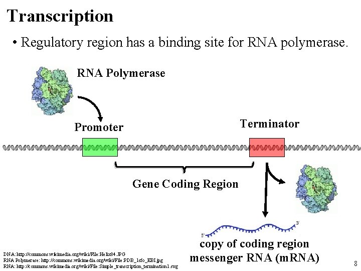 Transcription • Regulatory region has a binding site for RNA polymerase. RNA Polymerase Terminator