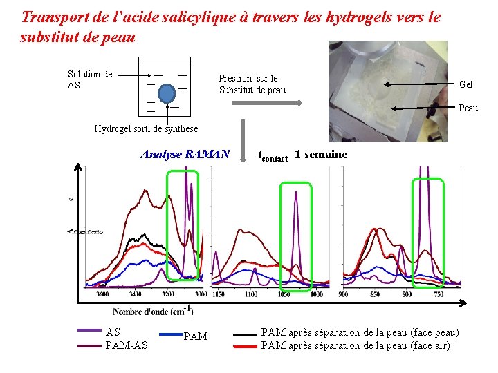 Transport de l’acide salicylique à travers les hydrogels vers le substitut de peau Solution