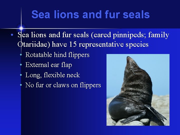 Sea lions and fur seals • Sea lions and fur seals (eared pinnipeds; family