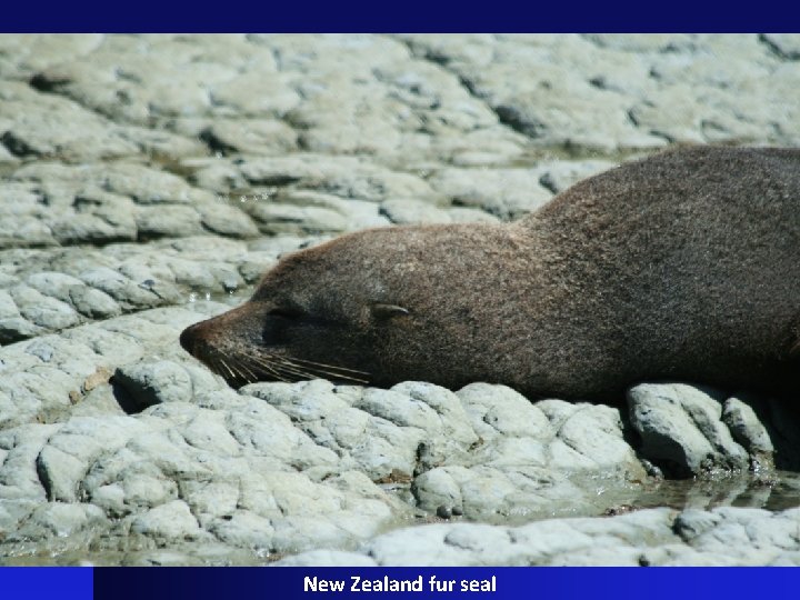 New Zealand fur seal 