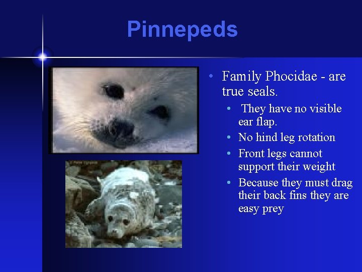 Pinnepeds • Family Phocidae - are true seals. • They have no visible ear