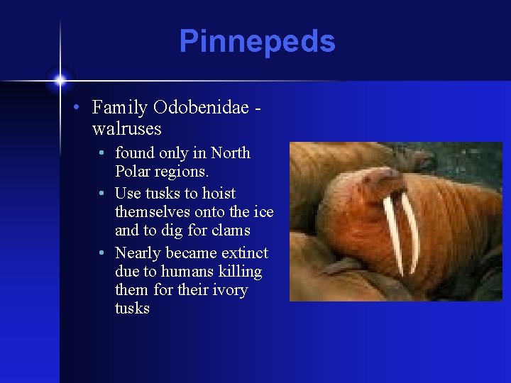 Pinnepeds • Family Odobenidae walruses • found only in North Polar regions. • Use