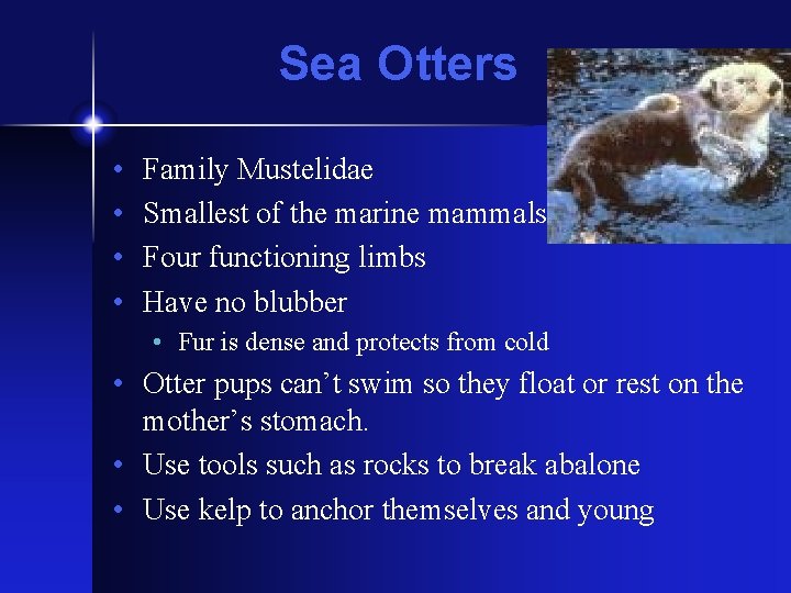 Sea Otters • • Family Mustelidae Smallest of the marine mammals Four functioning limbs