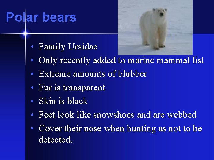 Polar bears • • Family Ursidae Only recently added to marine mammal list Extreme