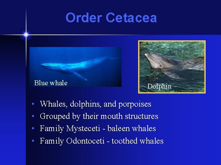 Order Cetacea Blue whale • • Dolphin Whales, dolphins, and porpoises Grouped by their