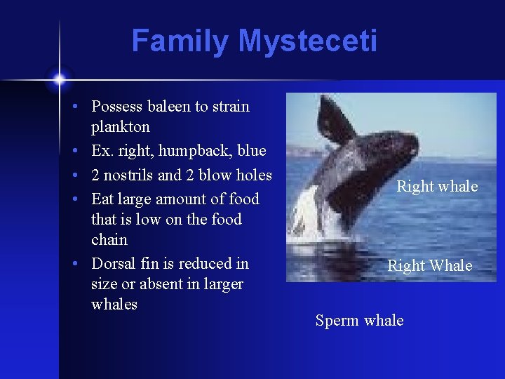Family Mysteceti • Possess baleen to strain plankton • Ex. right, humpback, blue •
