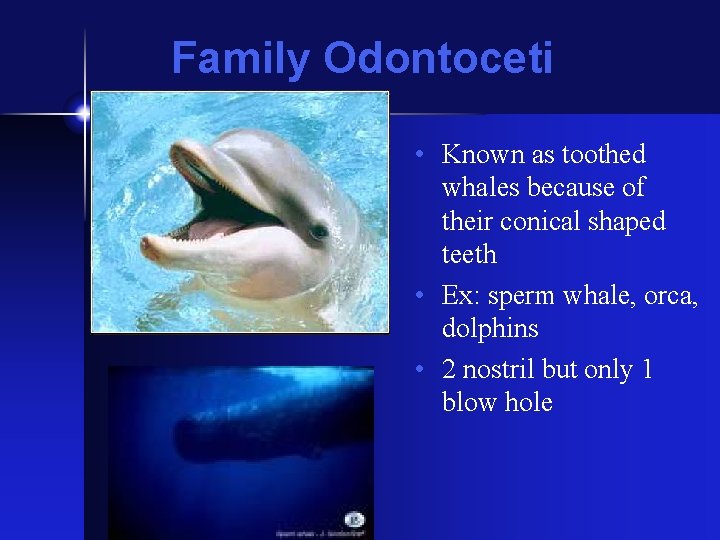 Family Odontoceti Porpoise • Known as toothed whales because of their conical shaped teeth