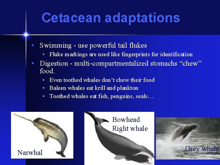 Cetacean adaptations • Swimming - use powerful tail flukes • Fluke markings are used