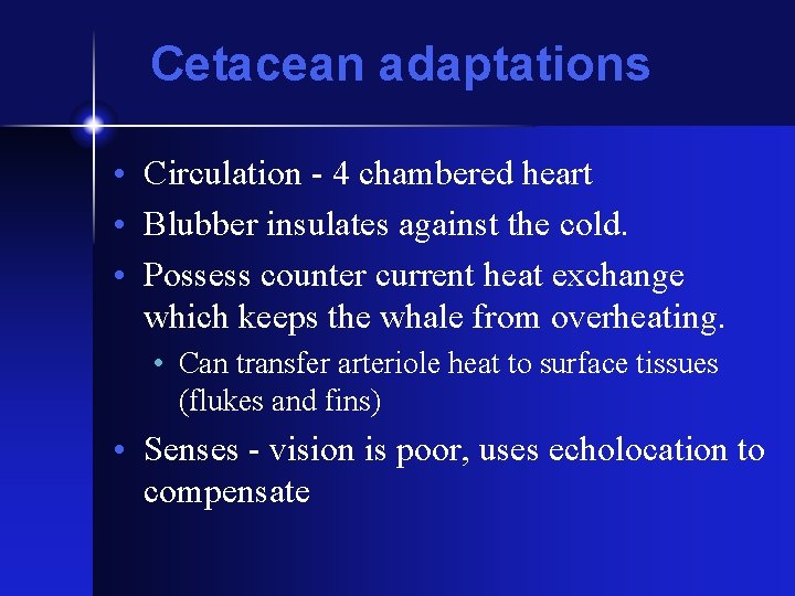 Cetacean adaptations • Circulation - 4 chambered heart • Blubber insulates against the cold.