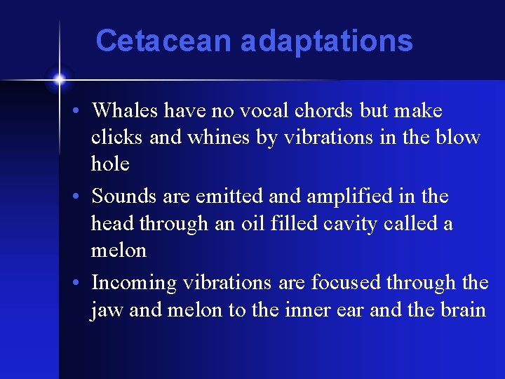 Cetacean adaptations • Whales have no vocal chords but make clicks and whines by