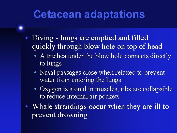 Cetacean adaptations • Diving - lungs are emptied and filled quickly through blow hole