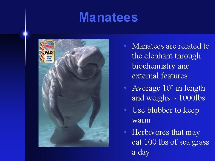 Manatees • Manatees are related to the elephant through biochemistry and external features •