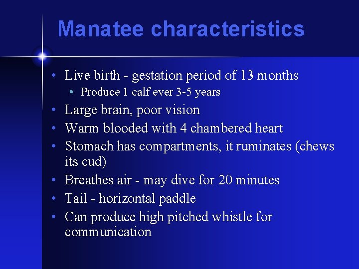 Manatee characteristics • Live birth - gestation period of 13 months • Produce 1