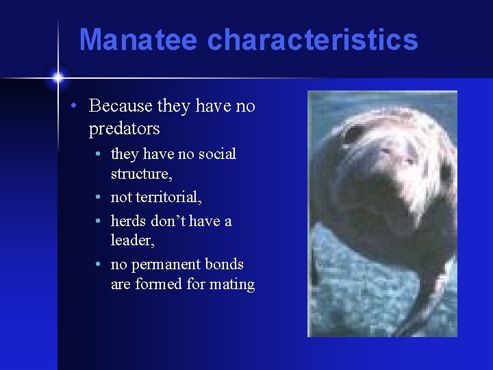 Manatee characteristics • Because they have no predators • they have no social structure,