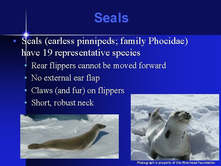 Seals • Seals (earless pinnipeds; family Phocidae) have 19 representative species • • Rear