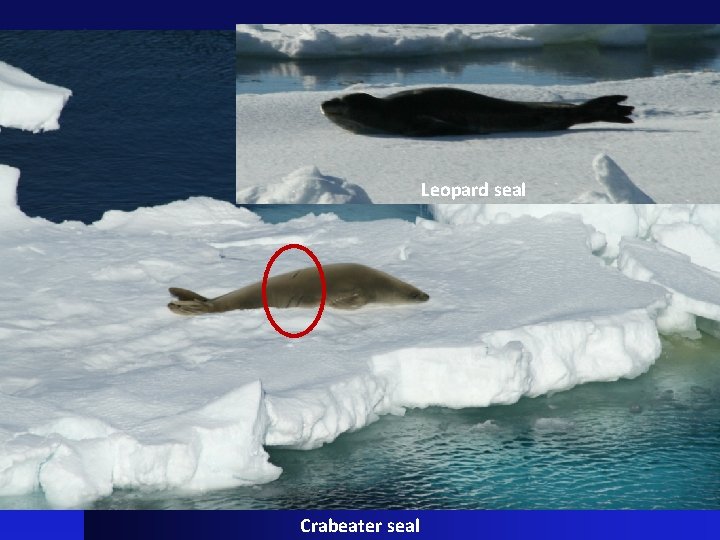 Leopard seal Crabeater seal 