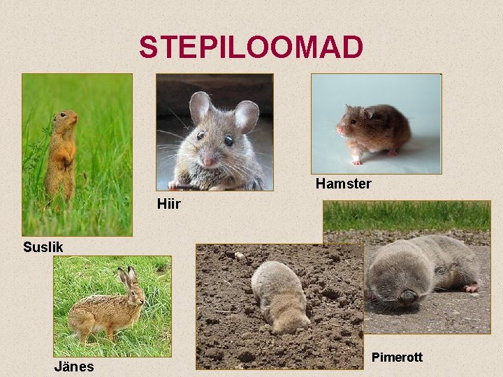 STEPILOOMAD Hamster Hiir Suslik Jänes Pimerott 
