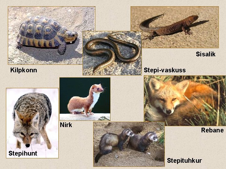 Sisalik Kilpkonn Stepi-vaskuss Nirk Rebane Stepihunt Stepituhkur 