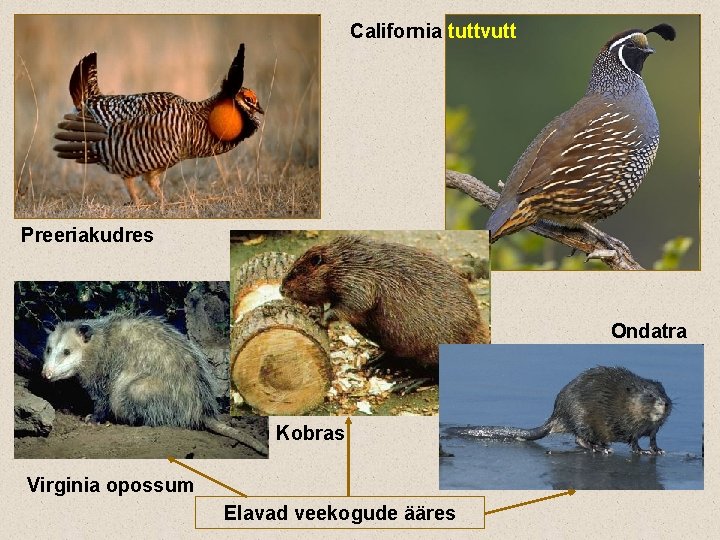 California tuttvutt Preeriakudres Ondatra Kobras Virginia opossum Elavad veekogude ääres 