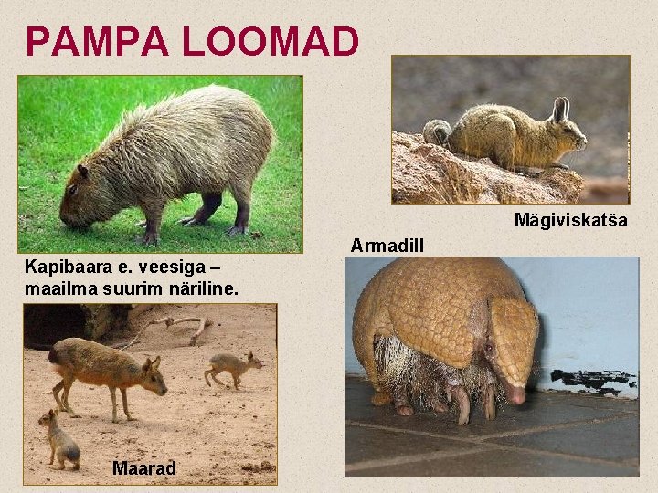 PAMPA LOOMAD Mägiviskatša Armadill Kapibaara e. veesiga – maailma suurim näriline. Maarad 