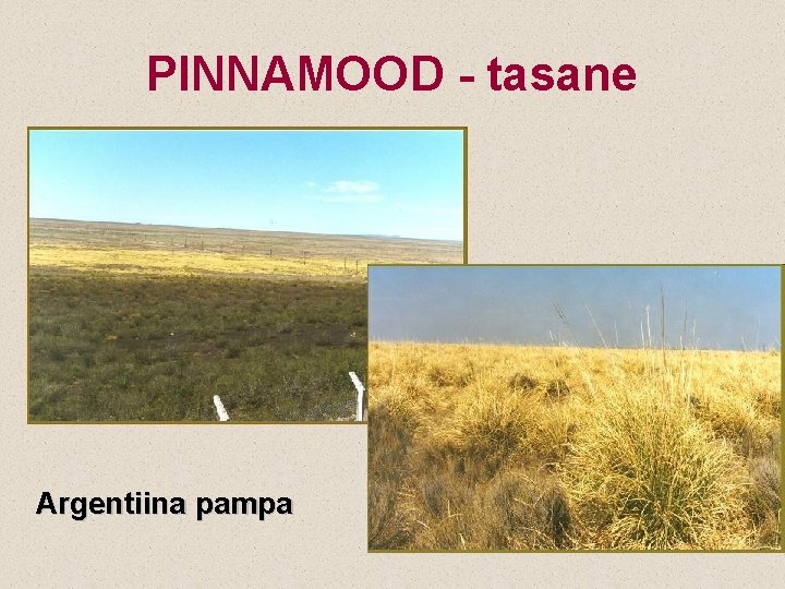 PINNAMOOD - tasane Argentiina pampa 