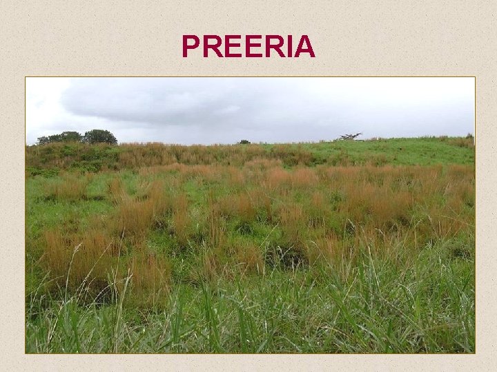 PREERIA 