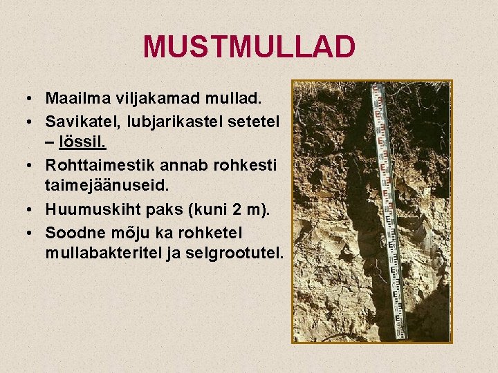 MUSTMULLAD • Maailma viljakamad mullad. • Savikatel, lubjarikastel setetel – lössil. • Rohttaimestik annab