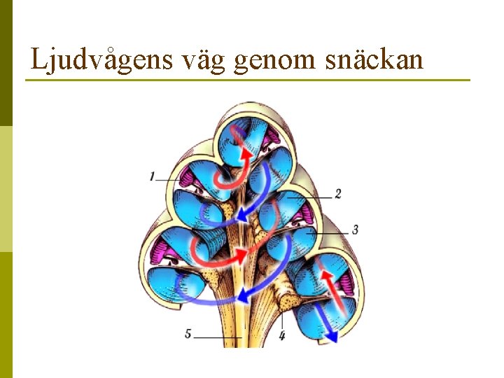 Ljudvågens väg genom snäckan 