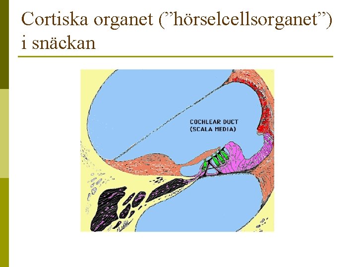 Cortiska organet (”hörselcellsorganet”) i snäckan 