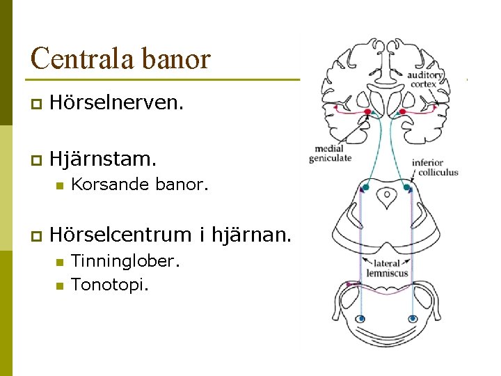 Centrala banor p Hörselnerven. p Hjärnstam. n p Korsande banor. Hörselcentrum i hjärnan. n