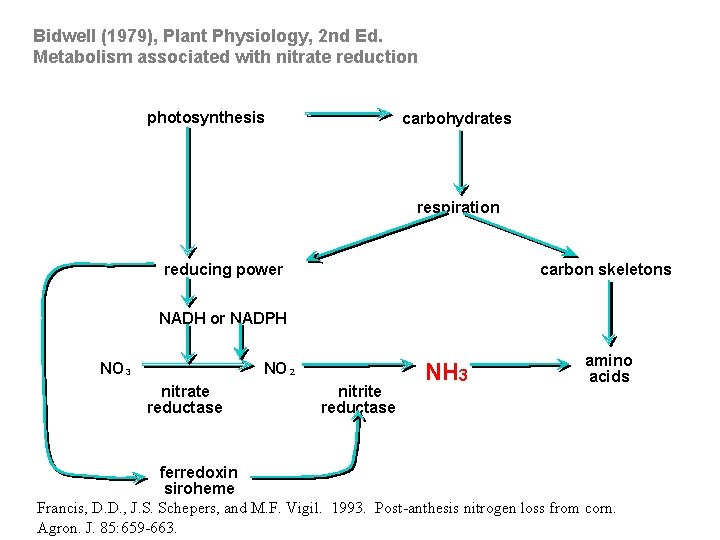 Bidwell (1979), Plant Physiology, 2 nd Ed. Metabolism associated with nitrate reduction photosynthesis carbohydrates