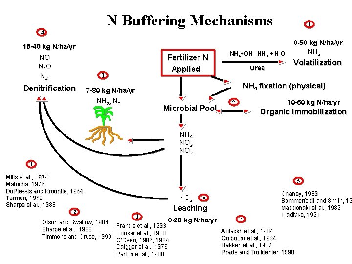 N Buffering Mechanisms 1 4 15 -40 kg N/ha/yr NO N 2 Denitrification 3