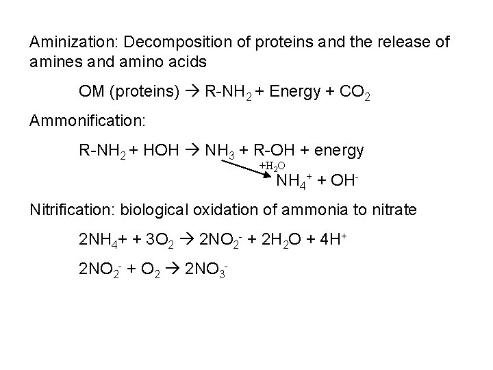 Aminization: Decomposition of proteins and the release of amines and amino acids OM (proteins)