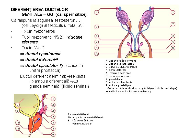 DIFERENŢIEREA DUCTELOR GENITALE – OGI (căi spermatice) Ca răspuns la acţiunea testosteronului (cel. Leydig)