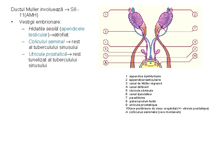 Ductul Muller involuează S 8 11(AMH) • Vestigii embrionare: – Hidatita sesilă (apendicele testicular)