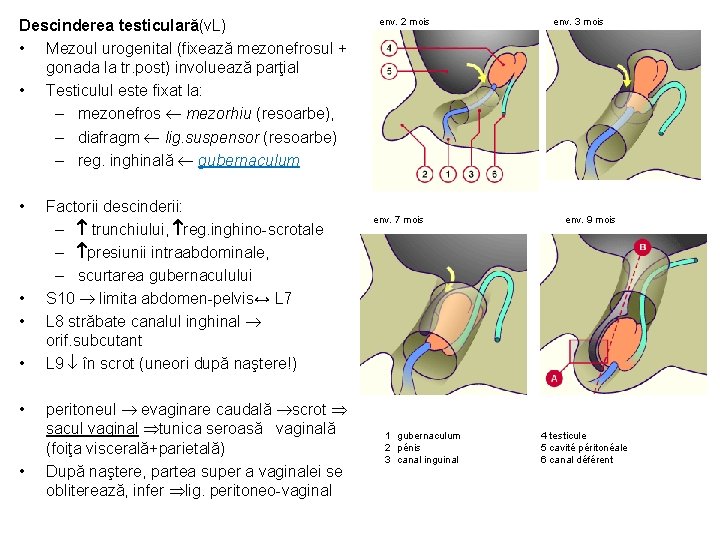 Descinderea testiculară(v. L) • Mezoul urogenital (fixează mezonefrosul + gonada la tr. post) involuează