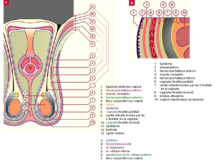 10 11 12 13 ligament péritonéo-vaginal fascia spermatique interne muscle cremaster fascia spermatique externe