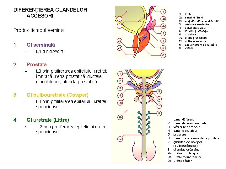 DIFERENŢIEREA GLANDELOR ACCESORII 1 2 a 2 b 3 4 5 6 7 a