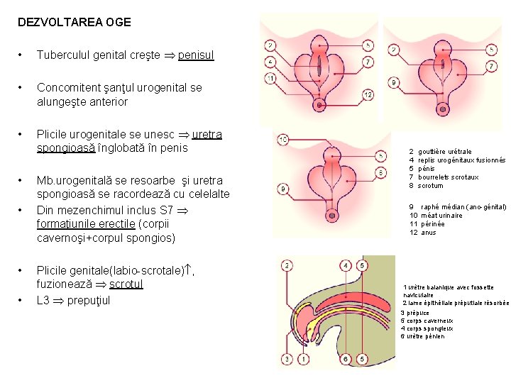 DEZVOLTAREA OGE • Tuberculul genital creşte penisul • Concomitent şanţul urogenital se alungeşte anterior