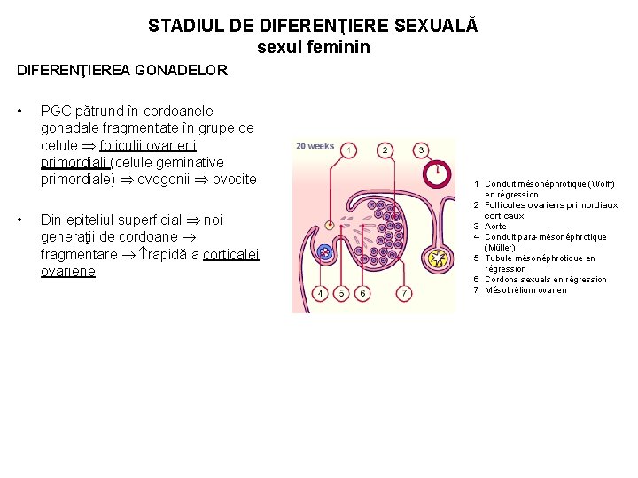 STADIUL DE DIFERENŢIERE SEXUALĂ sexul feminin DIFERENŢIEREA GONADELOR • • PGC pătrund în cordoanele