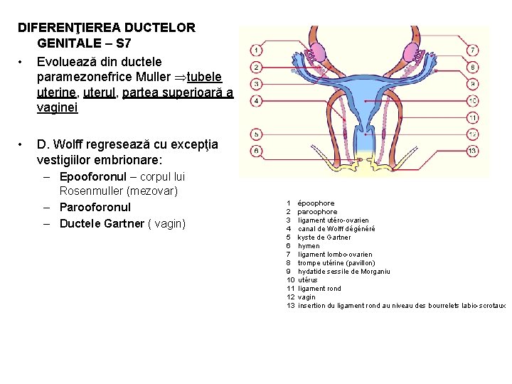 DIFERENŢIEREA DUCTELOR GENITALE – S 7 • Evoluează din ductele paramezonefrice Muller tubele uterine,