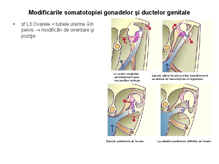 Modificările somatotopiei gonadelor şi ductelor genitale • sf L 3 Ovarele + tubele uterine