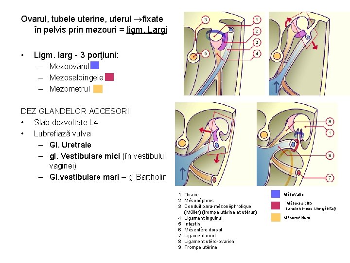 Ovarul, tubele uterine, uterul fixate în pelvis prin mezouri = ligm. Largi • Ligm.