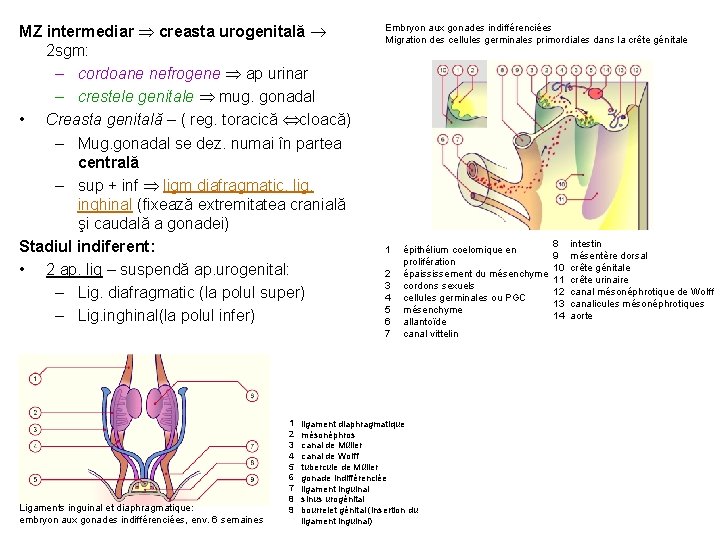 MZ intermediar creasta urogenitală 2 sgm: – cordoane nefrogene ap urinar – crestele genitale