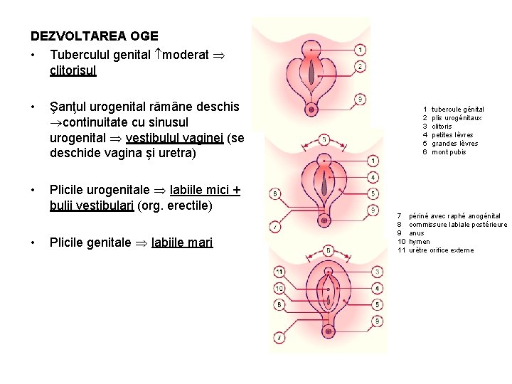 DEZVOLTAREA OGE • Tuberculul genital moderat clitorisul • Şanţul urogenital rămâne deschis continuitate cu